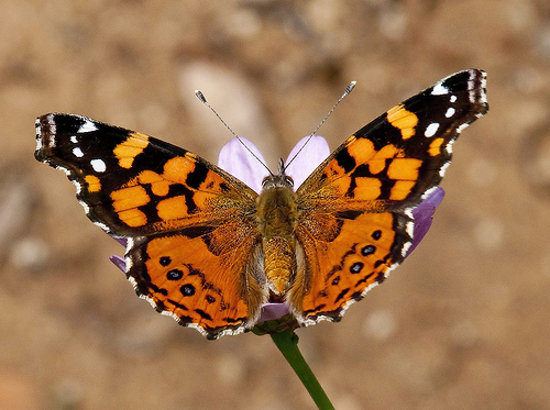 "Painted Lady" by SD Dirk (Flickr Commons)