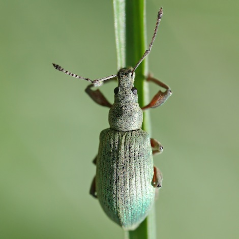 Beetle Superhero