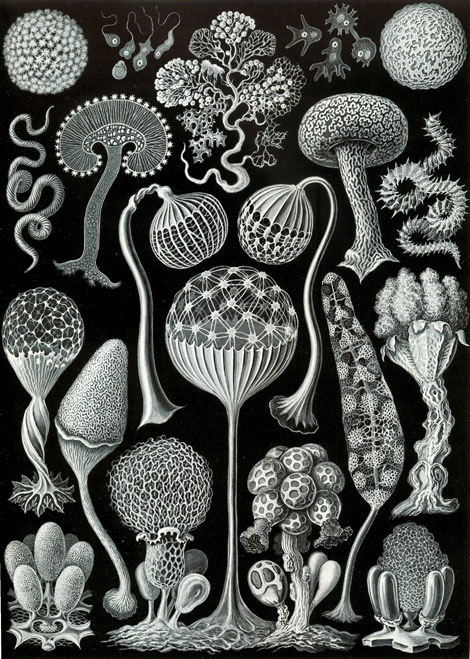 Haeckel_Mycetozoa