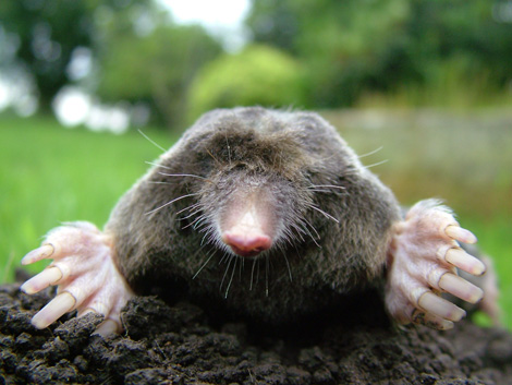 science mole