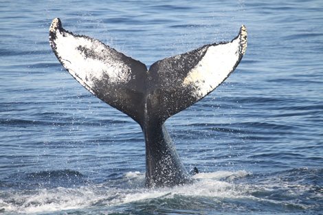 whale tail