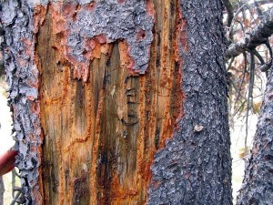 mountain pine beetle damage